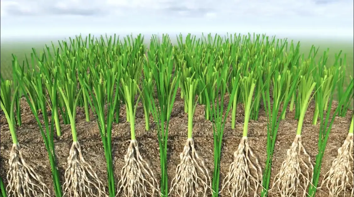 grassmax